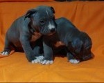 American bully XL